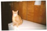Cats Tabby Cat